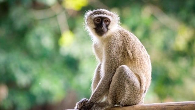 Ilustrasi monyet vervet (Chlorocebus pygerythrus). Foto: Thomas Shahan/flickr via Wikimedia Commons (CC BY 2.0)