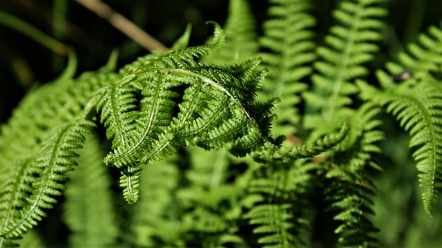 Ilustrasi Kingdom Plantae. Foto: Pixabay