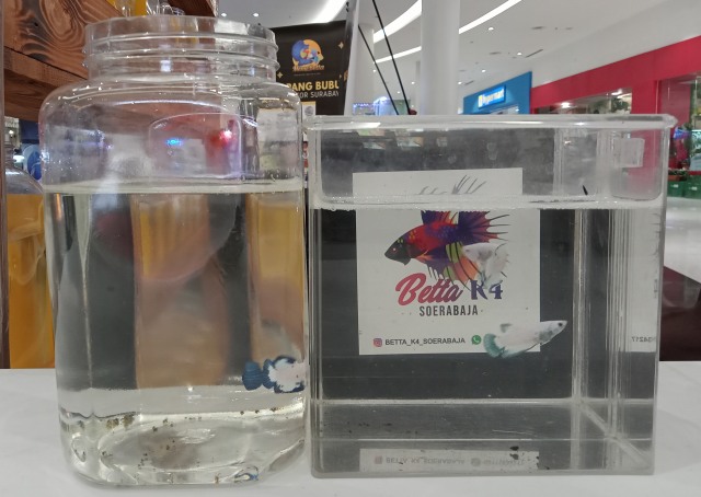 Ikan cupang jenis Blue Rim. Bila warna biru pada bagian pinggir, sirip, serta ekornya telah nampak jelas, harga jual ikan ini bisa mencapai Rp 100 juta. Foto-foto: Masruroh/Basra﻿