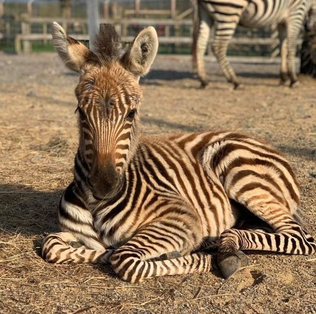 Hope tewas setelah menabrak tembok dengan keras karena ketakutan melihat kembang api. Foto: Noah's Ark Zoo Farm via Facebook