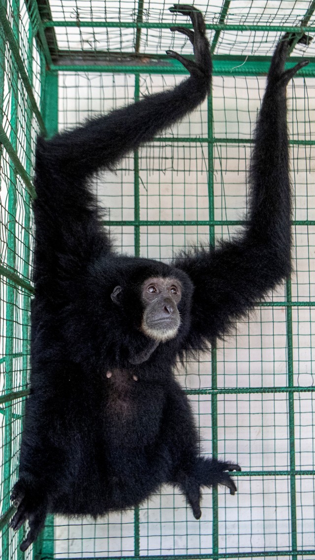 Seekor Siamang Sumatera berada di kandang transit Balai Konservasi Sumber Daya Alam (BKSDA) Provinsi Sumatera Selatan Resort Punti Kayu, Palembang, Sumatera Selatan, Senin (16/11/). Foto: Nova Wahyudi/ANTARA FOTO