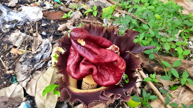 Suweg, tumbuhan sejenis bunga bangkai raksasa tumbuh di pekarangan kebun warga di Kelurahan Taktakan, Serang, Banten. Foto: Dok. Istimewa