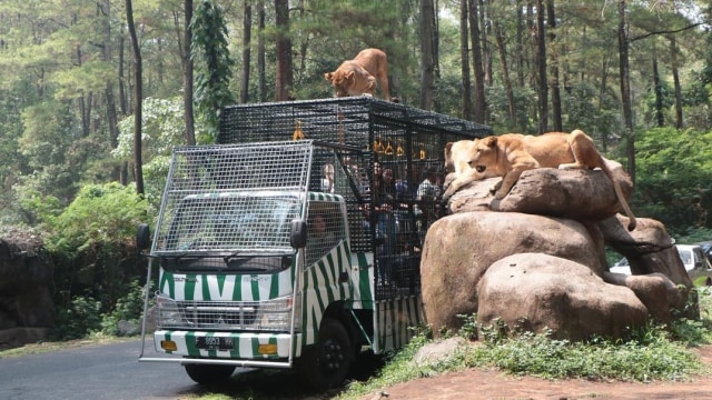 Taman Safari Prigen. Foto: Instagram/@tamansafariprigen
