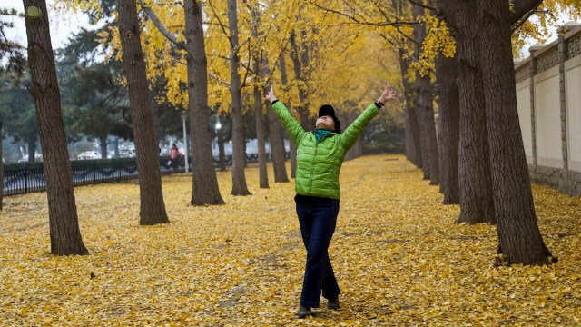 Warga di bawah pohon ginkgo pada hari musim gugur di Beijing, Cina, Selasa (17/11/2020). Foto: TINGSHU WANG/REUTERS