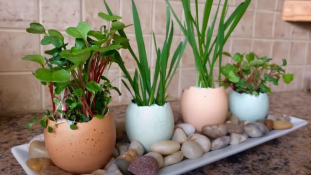 Tanaman dengan Cangkang Telur. Foto: Youtube/Learn to Grow