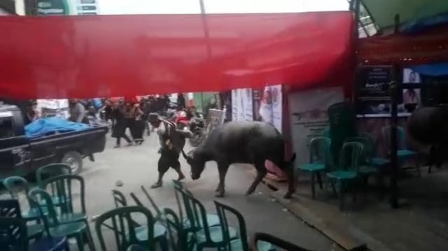 Seekor kerbau mengamuk pada upacara Rambu Solo di Mamasa, Sulawesi Barat. Foto: Tangkapan layar video