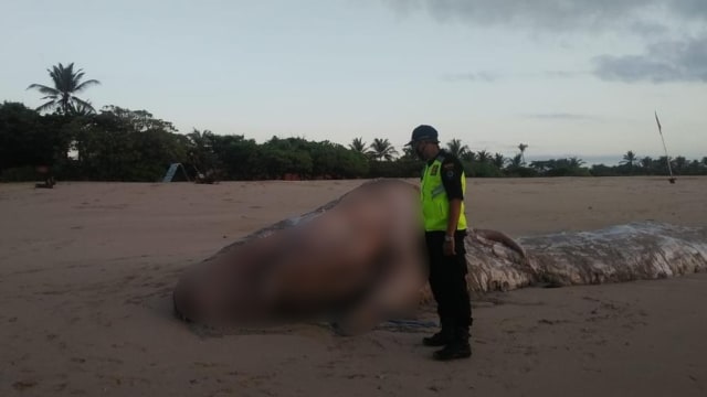 Paus Sperma yang ditemukan terdampar di Pantai Bali. Foto: Dok. Istimewa