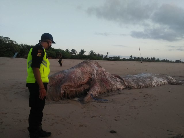 Seorang petugas mengamati bangkai Ikan Paus sperma yang tewas terdampar di Nusa Dua - IST