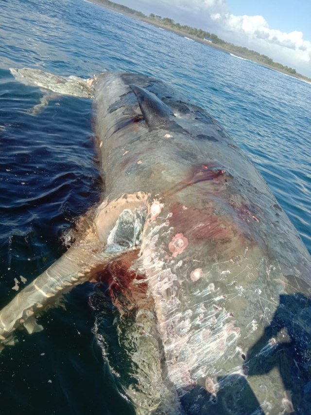 Paus sperma dengan berat sekitar 20 ton terdampar dan telah mati di Pantai Mertasari, Bali. Foto: Dok. Istimewa