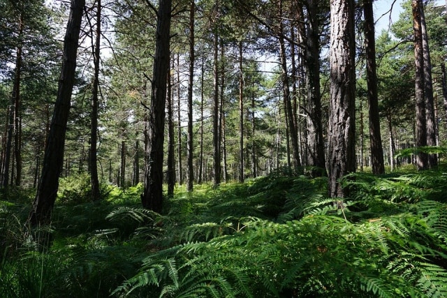 Ilustrasi Hutan di Indonesia. Foto: Pixabay