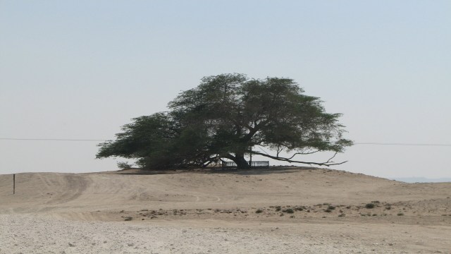 Foto: Tree of Life, Bahrain. (Sumber: flickr.com, Chris Price)