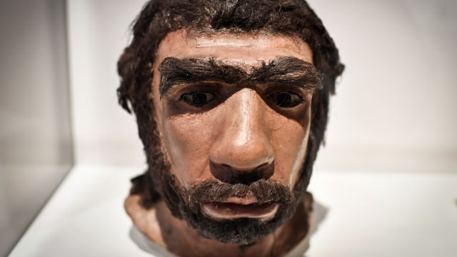 Cetakan wajah pria Neanderthal yang ditampilkan untuk pameran Neanderthal di Musee de l'Homme di Paris. Foto: STEPHANE DE SAKUTIN/AFP