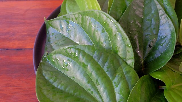 Ilustrasi daun sirih. Foto: Shutter stock