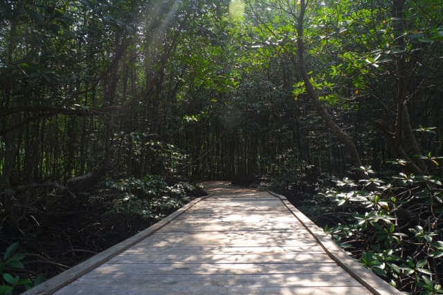 Suasana di dalam hutan mangrove Petengoran Gebang Pesawaran, Kamis (19/11) | Foto : Sidik Aryono/ Lampung Geh