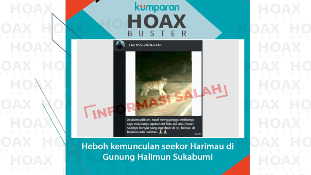 Heboh kemunculan seekor Harimau di Gunung Halimun Sukabumi. Foto: Instagram/@jabarsaberhoaks dan kumparan