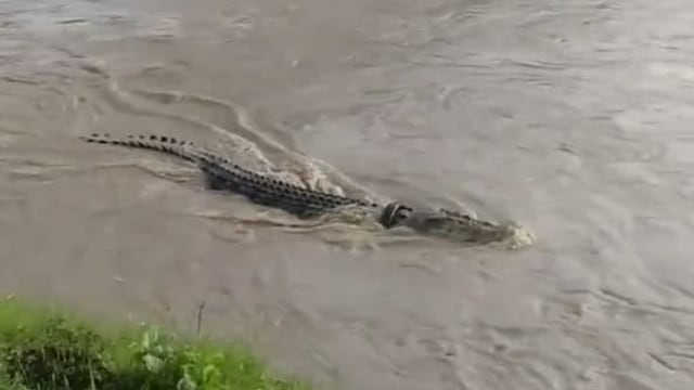Buaya berkalung ban kembali muncul di sungai Palu. Foto: Istimewa