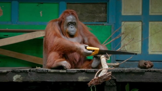 Orangutan sedang menggergaji ranting pohon. Foto: Screen Youtube/BBC Earth