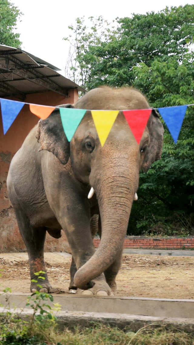 Kaavan, seekor gajah yang akan dipindahkan ke tempat perlindungan di Kamboja, saat upacara perpisahan di Kebun Binatang Marghazar di Islamabad, Pakistan, (23/11). Foto: Saiyna Bashir/REUTERS