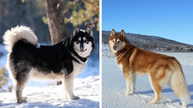 Alaskan Malamute (kiri) dan Siberian Husky (kanan). Foto: olginaa84 & MilanoNegro from Pixabay