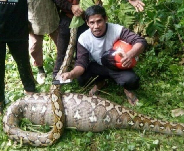 Ular piton sepanjang 5 meter memangsa ternak sapi milik warga di Desa Salubiro, Mamuju Tengah, Sulawesi Barat. Foto: Dok. Istimewa