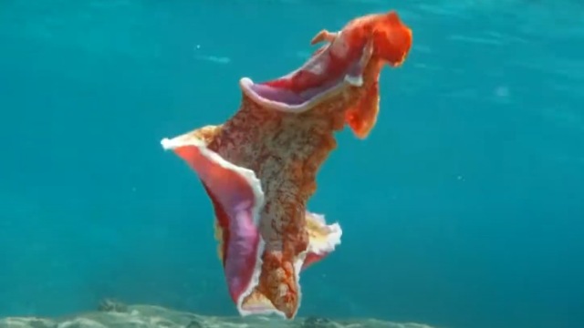 Sea slug (Hexabranchus sanguineus). Foto: Screen Youtube/Dominik Maximilián Ramík