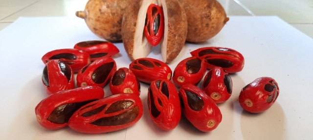 Buah pala yang terkenal di Fak-fak, Papua Barat, foto : Istimewa