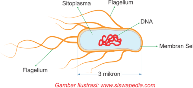 Ciri ciri virus. Foto: Siswapedia