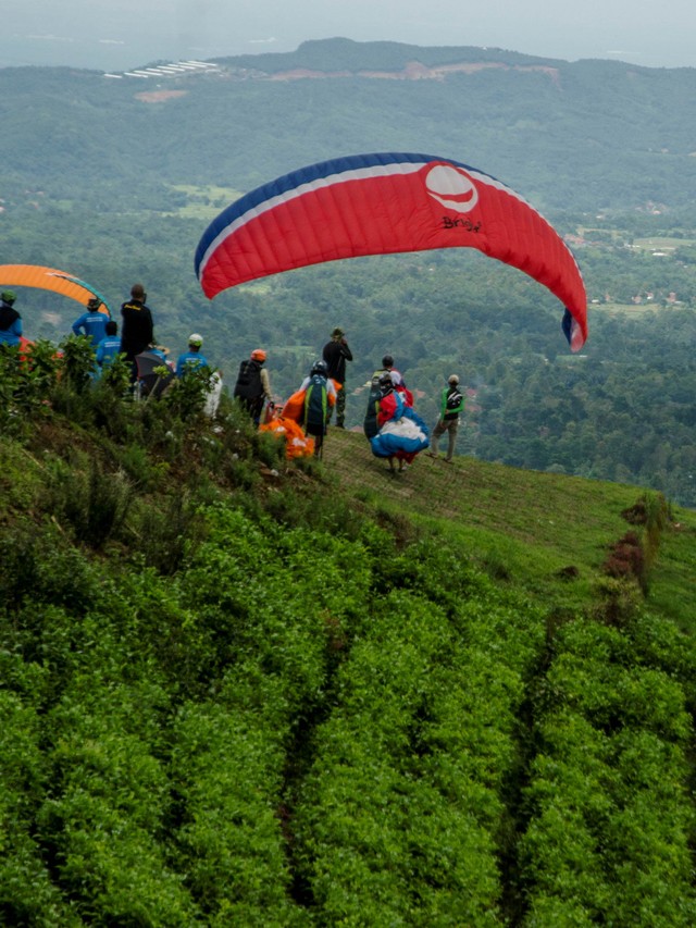 Bermain paralayang di kawasan kebun teh. Foto: Novrian Arbi/Antara Foto