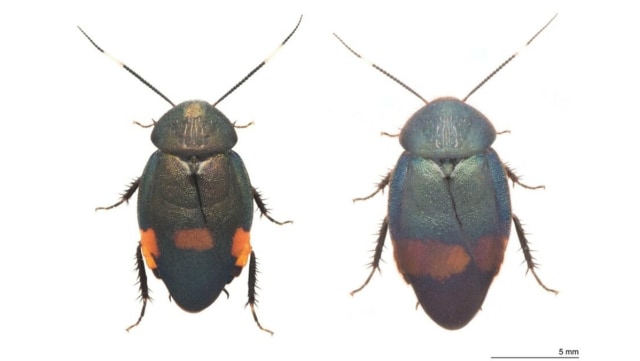 Foto dok. Yahoo News