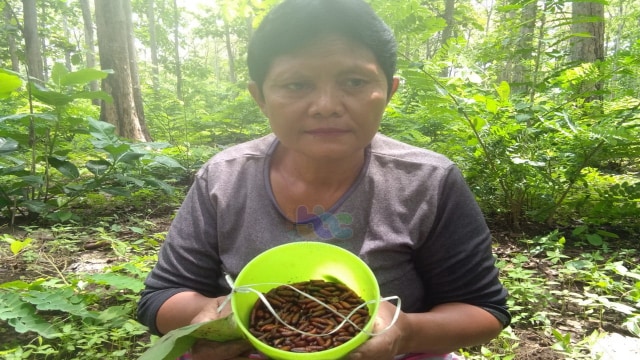 Warga pencari enthung di kawasan hutan jati Pal Daplang, di wilayah RPH Sambirejo BKPH Bubulan masuk wilayah Dusun Sambirejo Desa Setren Kecamatan Ngasem Kabupaten Bojonegoro, Kamis (26/11/2020)