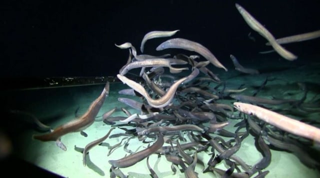 Gerombolan belut kejam tertangkap kamera di laut dalam.  Foto: Department of Oceanography/SOEST University of Hawaii Manoa/DeepCCZ expedition