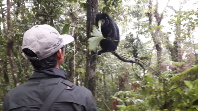 Proses lepas liar 7 ekor lutung jawa di kawasan Hutan Raya Tahura Raden Soerjo, Kota Batu, Jawa Timur, pada Kamis (26/11). Foto: BBKSDA Jatim