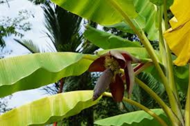 Ilustrasi Pohon Pisang. Foto: Pixabay