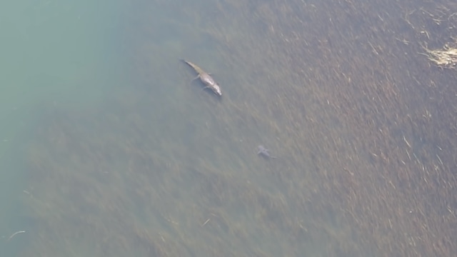 Buaya air asin bertemu dengan hiu benteng yang terekam video. Foto: YouTube/Caravan Adventure Aus