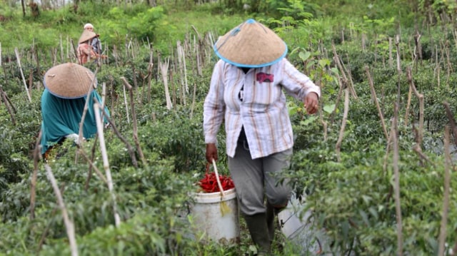 Kebun cabe milik Nursiah. Foto: Suparta/acehkini