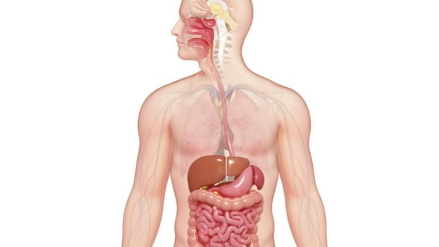 Ilustrasi Sistem Pencernaan Manusia. Foto: Science Photo Library - PIXOLOGICSTUDIO/ Brand X Pictures/ Getty Images