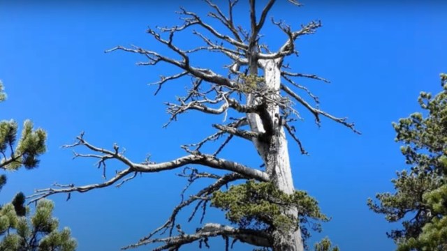Penampakkan pinus Heldreich. Foto: Screen Youtube/Adal TV