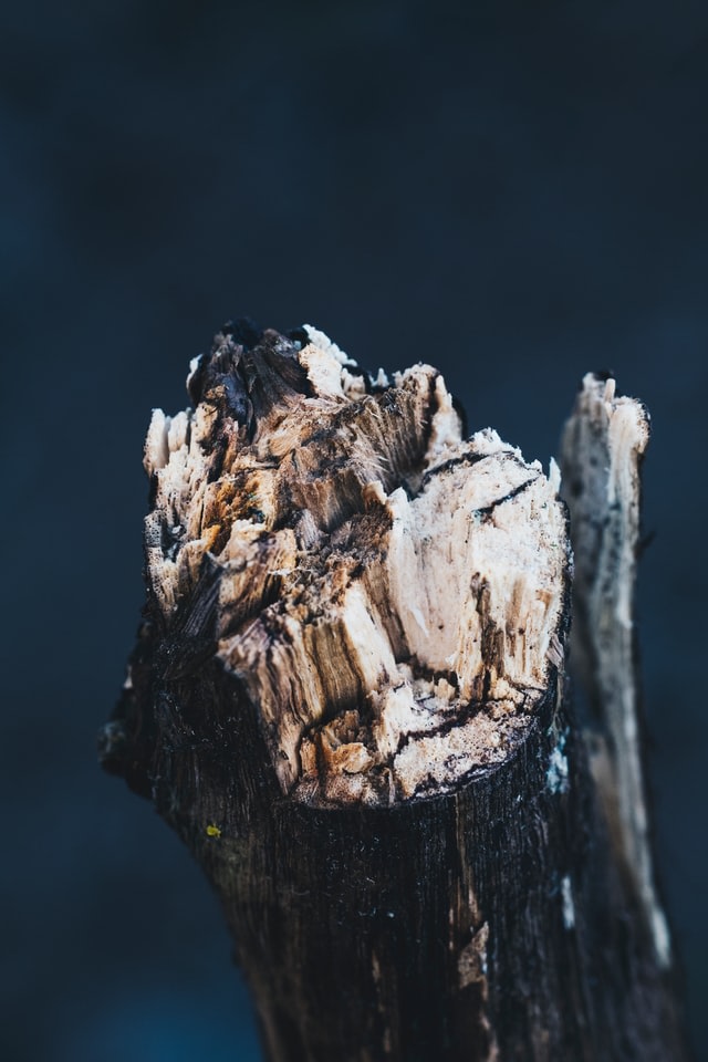 Foto: Unsplash
