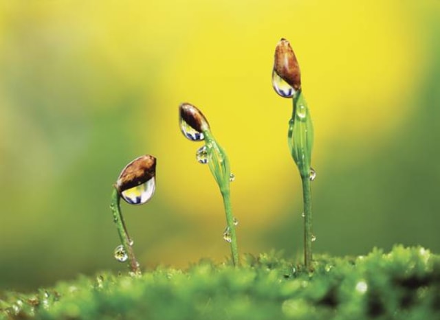 Ilustrasi Sumber Daya Alam, Foto: Dok. helpsavenature.com