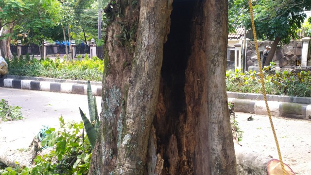 Pohon yang terletak di Jalan Citarum, Kota Bandung, tiba-tiba mengeluarkan asap dari bagian celah batang pohonnya pada Senin (30/11) siang. Foto: Rachmadi Rasyad/kumparan
