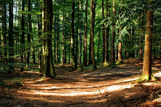 Ilustrasi hutan. Foto: pixabay