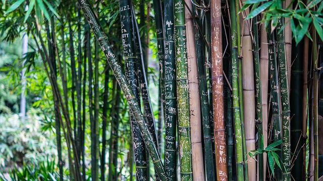 Ilustrasi pohon bambu. Foto: pixabay