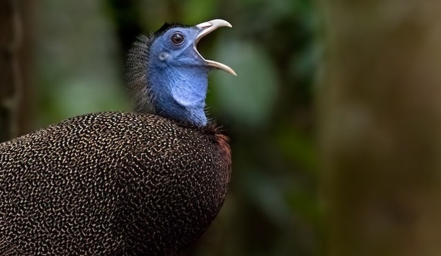 Burung Kuau Raja atau Argusianus argus. Foto: ebird.org/Ayuwat Jearwattanakanok