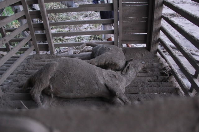 Hewan ternak terkena lahar Semeru. Foto: Ben