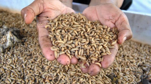 Petugas Dinas Lingkungan Hidup (DLH) Kota Bogor menunjukkan hasil panen budidaya maggot di Tempat Pengolahan Sampah Reduce, Reuse dan Recycle (TPS 3R) DLH, Paledang, Bogor, Jawa Barat, Rabu (2/12).  Foto: Arif Firmansyah/ANTARA FOTO