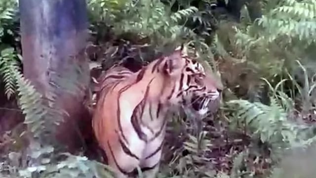Harimau sumatera tertangkap kamera warga dalam video amatir di dekat fasilitas minyak Badan Operasi Bersama PT Pertamina - PT Bumi Siak Pusako di areal Zamrud, Siak, Provinsi Riau beberapa waktu lalu.
 Foto: BBKSDA Riau/HO ANTARA