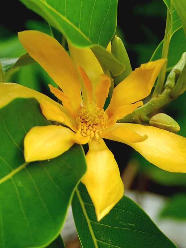 Lagu Daerah Bungong Jeumpa, Foto: Dok. urbantropicals.com