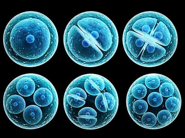 Ilustrasi Pembelahan Mitosis. Foto: iStock.