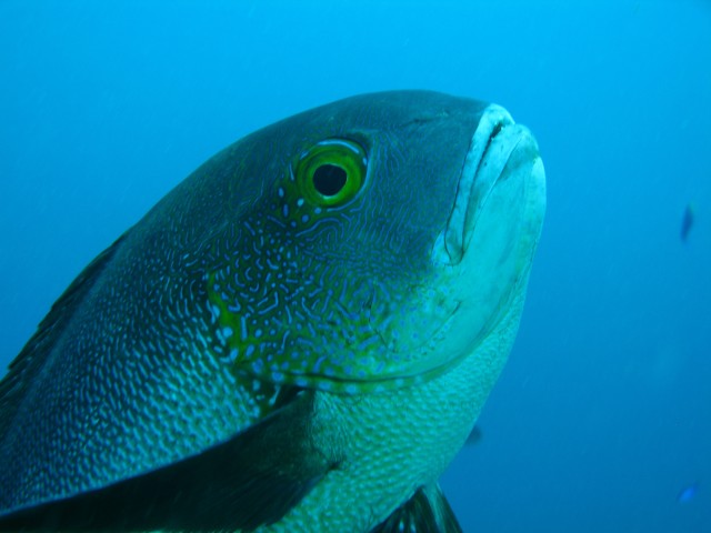 Ikan kakap malam (Macolor macularis) berusia 81 tahun. Foto: Brett Taylor via Twitter
