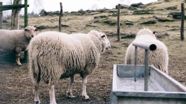 Serat dari hewan domba. Foto:Unsplash.